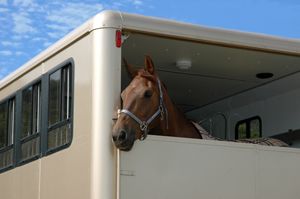 Horse in a white horse box
